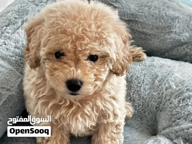 Toy poodle for sale