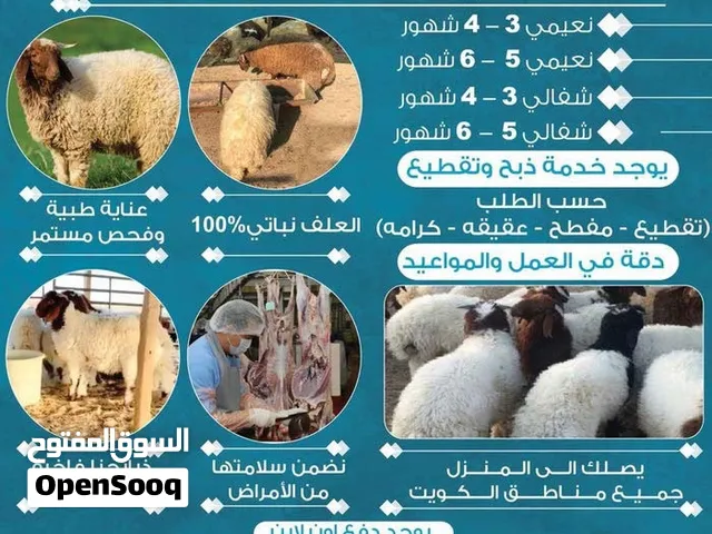 للبيع ذبايح وضحايا النسيم