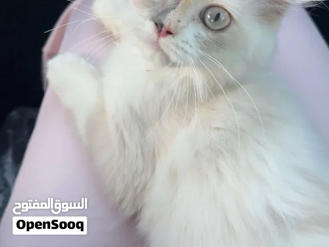 موكا سكوتش هايلاند فولد