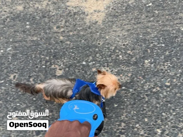 كلب يوركشاير