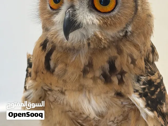 بومه نسريه