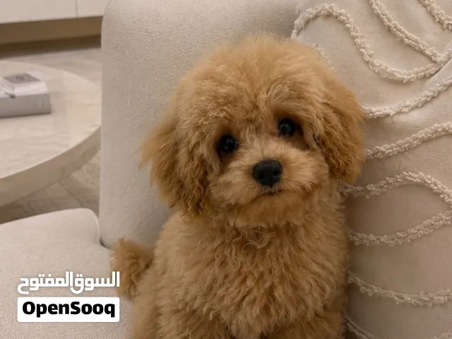 poodle dog