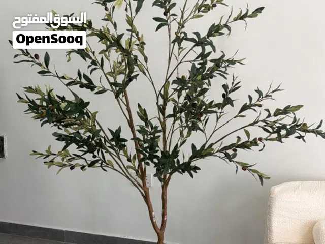 شجر الزيتون فخامة تكتمل بها لوحة منزلك جوده جدا Olive trees add a touch of luxury to your home's dec