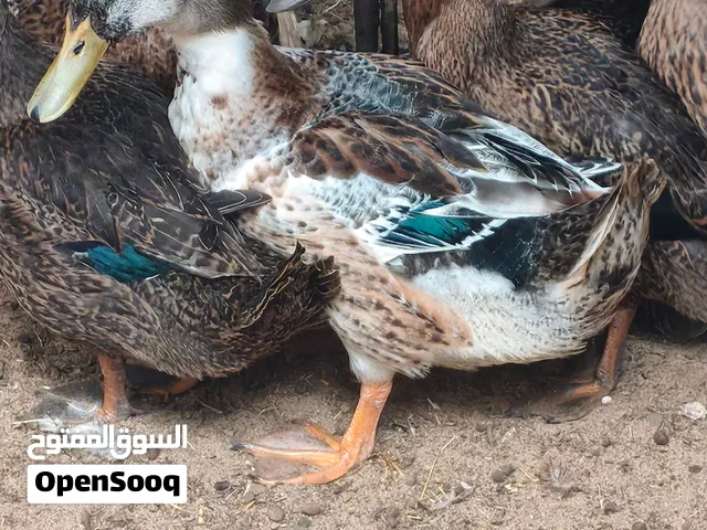 للبيع 6 بطات صحة ممتازة - مصراتة (السواوة) تفاصيل الإعلان / الوصف: للبيع عدد 6 بطات بحالة صحية ممتاز