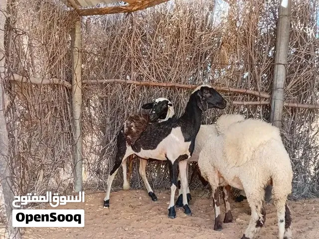 3 فطايم وطنيات