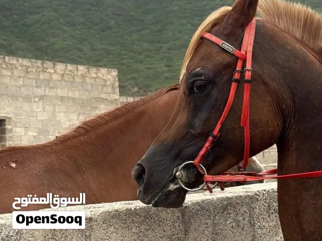 خيل عربي جمال