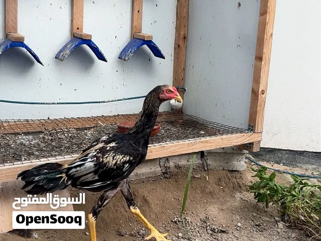 للبيع ديج باكستاني