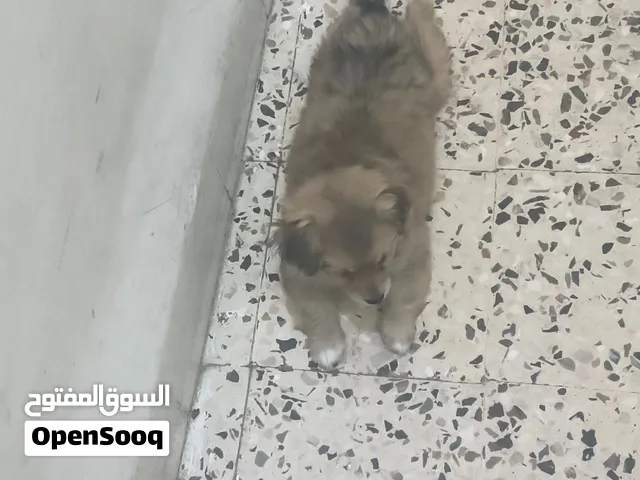 كلاب فرنسي السعر ع الخاص