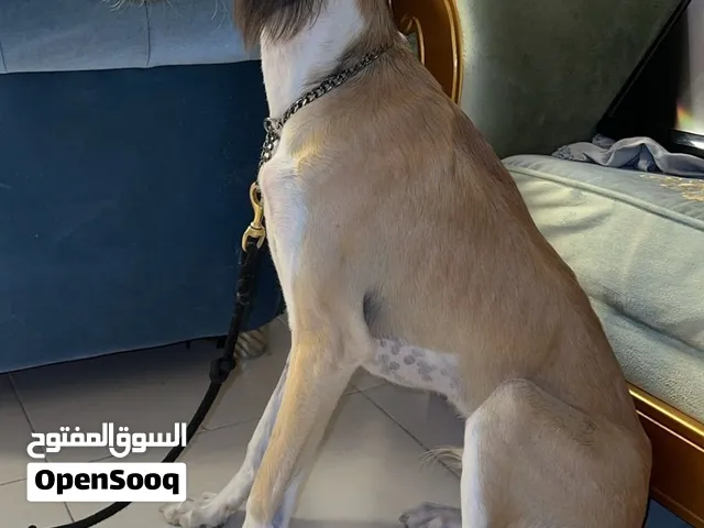 كلب سلق عربي