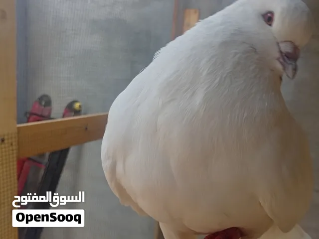 حمام كنق ربي يبرك جوز صلاة على النبي
