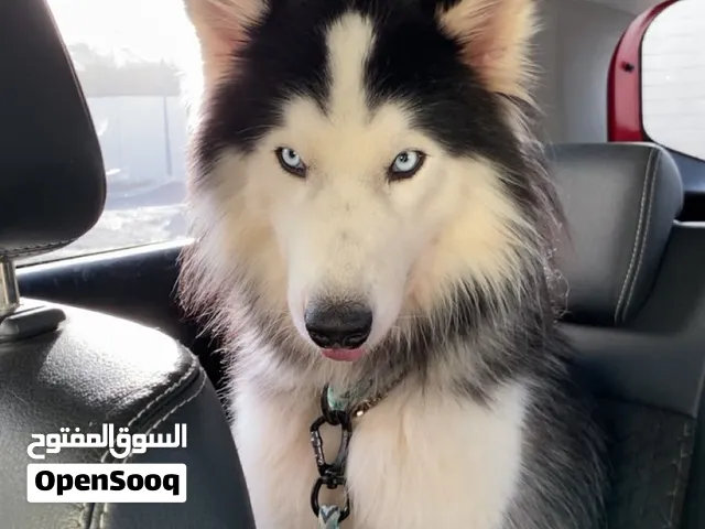 سيبيريا هاسكي