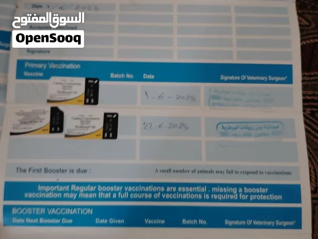 بلجم ملينو للبيع دم حامي انثيه وذكر العمر سنه  أشهرين   ماخذت جمعي المطعم  للإستفسار   وتس