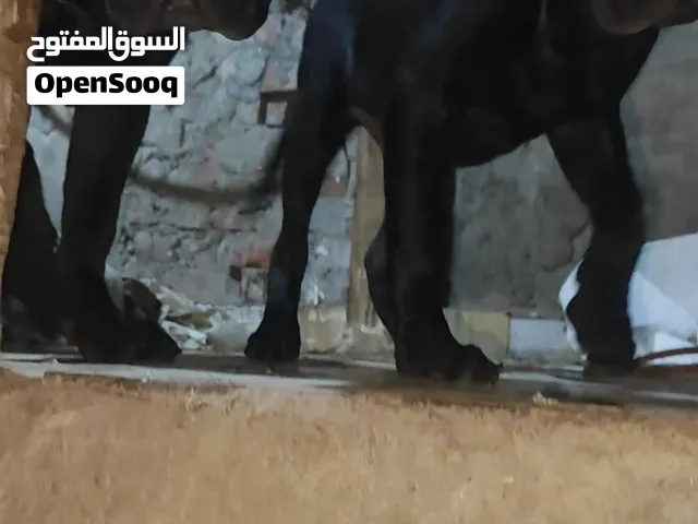 جراوي كين كورسو