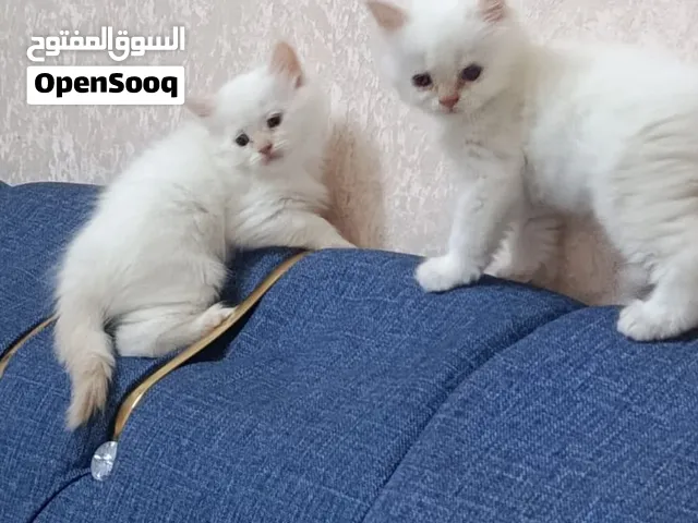 قط هملايا اورنج للبيع