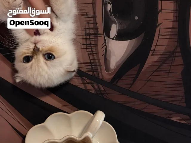 قطط للبيع برتش وسكوتش