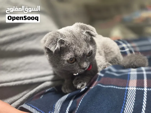 Scottish Fold female (14 Weeks Old) (Grey)