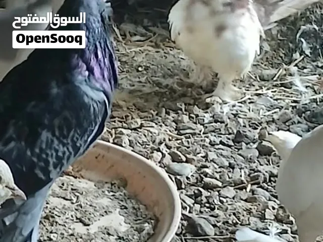 استمارة بيع حمام زينة وإنتاج (جملة فقط لدواعي عدم التفرغ)  البيع دفعة واحدة فقط (شيل الكل) بكسر سعر