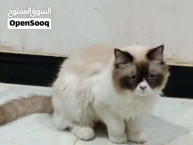 ذكر للبيع السعر 30 الف