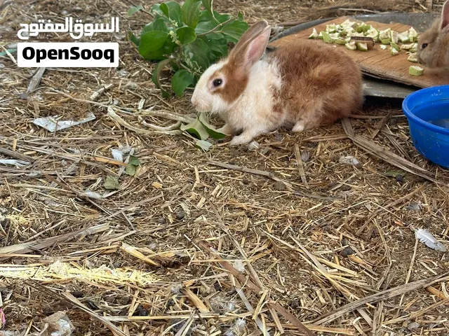 أرنب هولندي للبيع