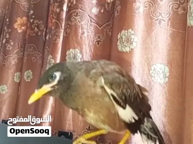 للبيع طائر مينة أليف جداً ومتعود على الناس.، طائر مينة اليف حيل aaaaaaaaaaaaaaaaaaaaaaaaaaaaaaaaaaaa