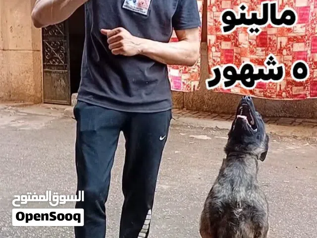 كلاب مالينو للبيع مدرب