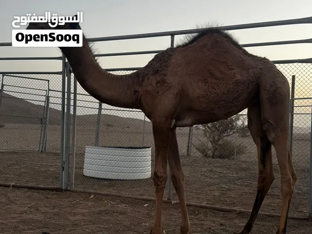 للبيع بكرتين البكرة الصفراء الأب ولد شاهين المليون الام بنت شاهين المرحوم سعيد بن شطيط