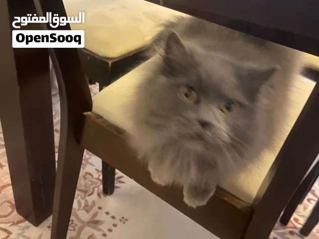 قطه للتبني