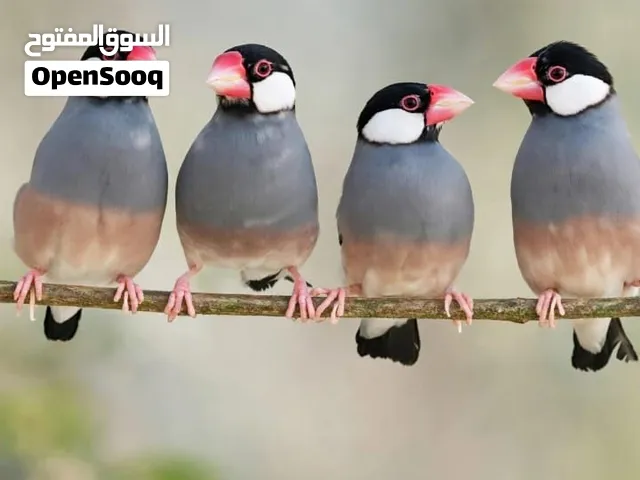 عصافير زينة للبيع