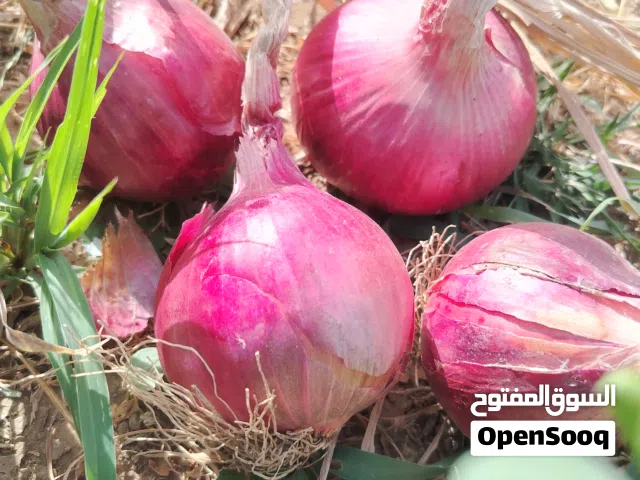 اشحن مستودعك بأجود أنواع البصل  أسعار خاصة للكميات الكبيرة