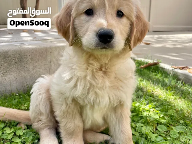 Golden retriever puppies available strong pedigree and bloodlines