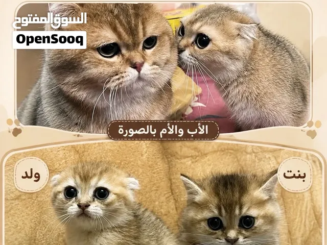قط وقطه اللبيع الصوره عندك موجوده