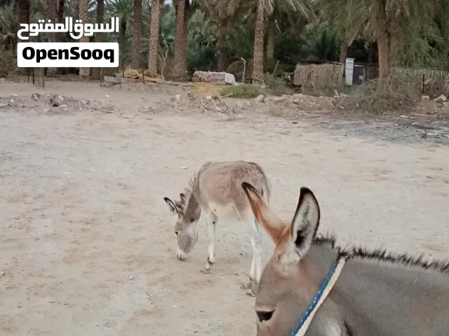 حمير للبيع