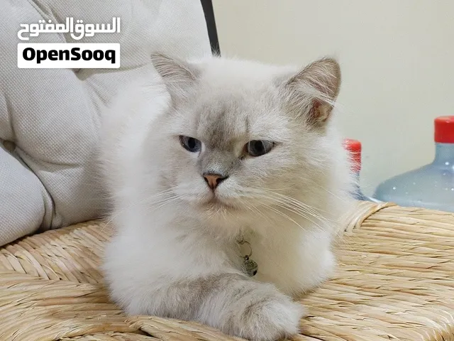 Male grey Himalayan cat for free adoption