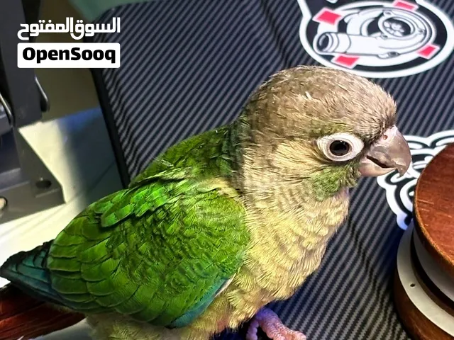 كنيور جرين شيك