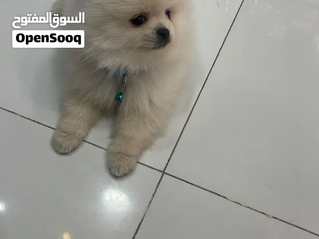 كلب بوميرانيان للبيع