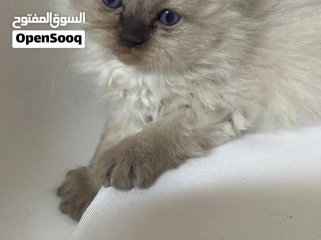 مكس هملايا اسكتش نظيف