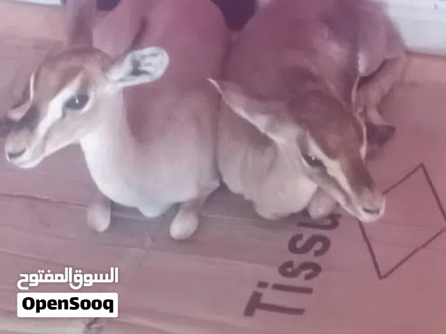 للبيع زوج غزلان