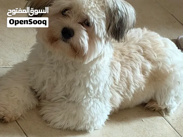 كلب مدرب و اليف معه كتاب تطعيمات