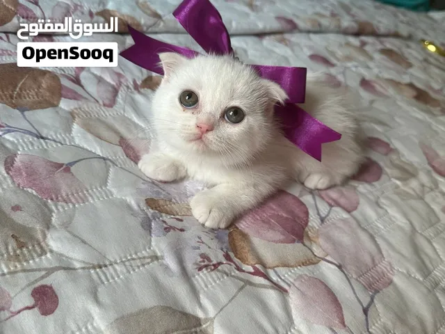 قطة أنثى سكوتش فولد أبيض عمر شهرين