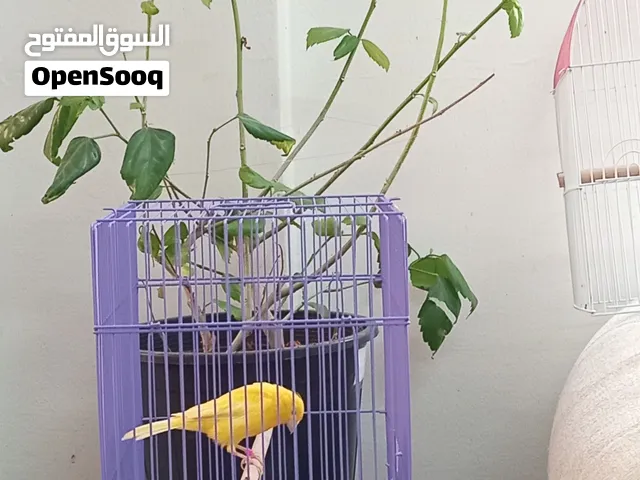 للبيع كناري تغريد مشروط