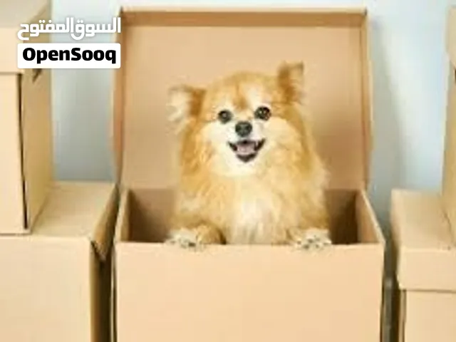 توصيل قطط وكلاب وحيوانات أليفة داخل الإمارات