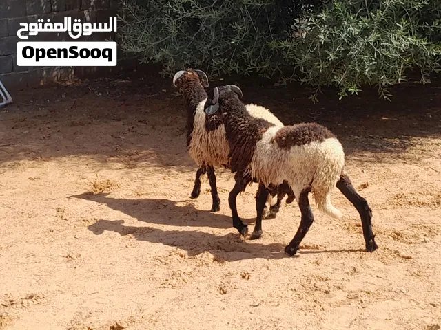 2خرفان وطنيات ربي يبارك خوت تؤام عمرهم 7شهور مسلان مشالله متع تربيه او موس لبيدبح عقيقه..