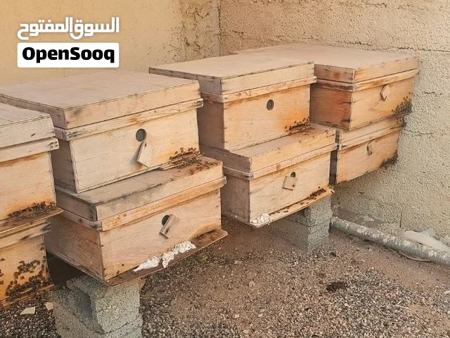 صندوق نحل مع 5 براويز للبيع – ولاية صور