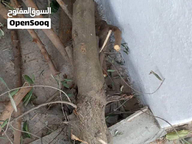 حطب زيتون كوم ناشف 400 كيلو تقريبا للبيع
