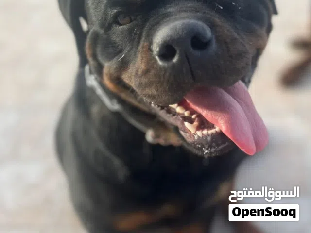 انثى روتوايلر نسل روسي