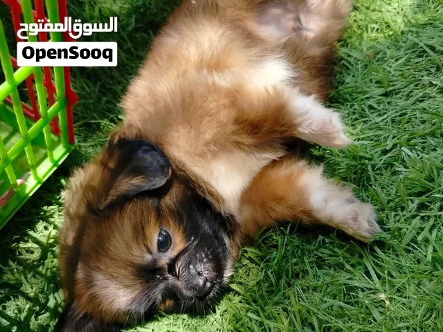 السعر 3000