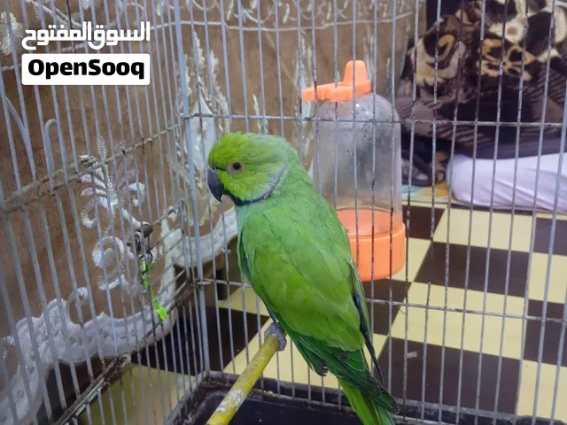 متاح ذكر دره