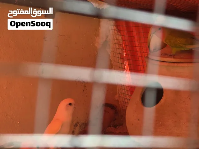 ثلاث جواز روز للبيع شغاليين ميه بالميه