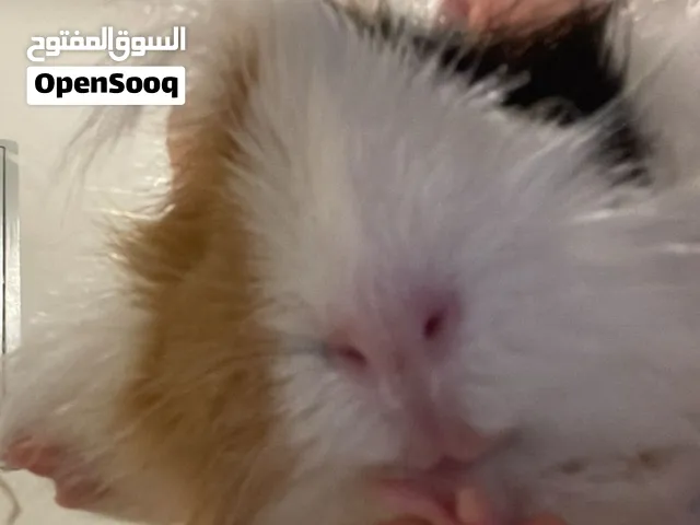 خنزير غيني (Guinea pig)