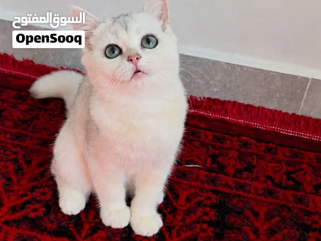 British Shorthair_ Male _Ns11
